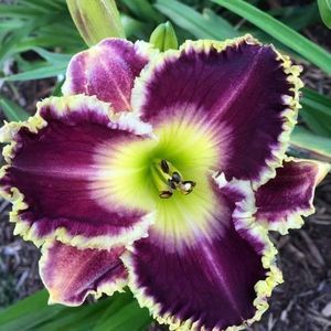 Meet your Posher, Carol